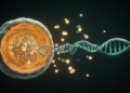 Rare POLR2A Variant Linked to Developmental Regression Shows Response to Low-Dose Dopamine Therapy