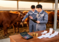 Model puts a price tag on BVDV losses for Korean cattle farms