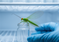 Cold Storage Sweet Spot Keeps Green Lacewings Battle-Ready for Pest Control