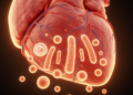 Cardiac Stem Cells Show Promise but Cardiomyocyte Potential Remains Contested