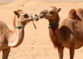 Dehydration thins the spleen's immune hub in desert camels