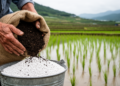 Mixing Mineral Fertilizer With Compost Cuts Net Warming From Korean Rice Paddies