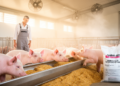L-Arginine Supplementation Boosts Amino Acid Digestibility in Heat-Stressed Pigs