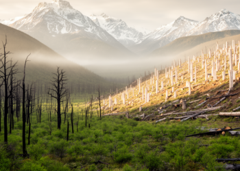 Wildfires and Logging Leave Lasting Scars on Patagonia's Southern Beech Forests