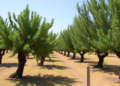 Forgotten Almond Trees in Central Italy Reveal a Hidden Genetic Treasure