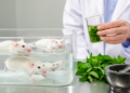 Swim Exercise and Scent Leaf Extract Reverse Cardiometabolic Changes in Obese Rats