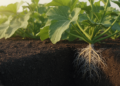 Soil Fungi Help Squash Endure Cadmium by Locking the Metal in Roots