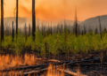When Wildfires Reburn: Fuel Recovery and Drier Air Erode Nature's Fire Buffer