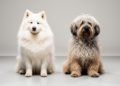 Samoyeds and Tibetan Terriers Top UK Register of 1,072 Diabetic Dogs