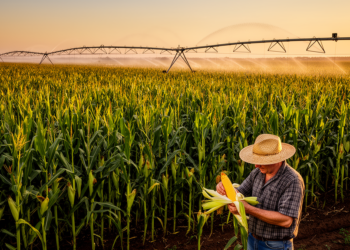 Irrigation, Dense Planting and Better Seeds Could Close the Maize Gap Between China and the US