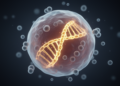 BRCA1/2 Mutation Carriers Show Fewer Active Ribosomal DNA Copies in Blood