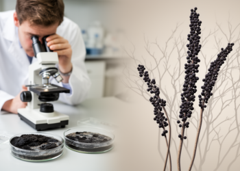 Fungal Family Tree Rewritten: New Genus and Nine Species Reclassified Among Sporidesmium-Like Molds