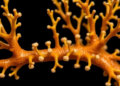 Scientists Pin Down the Three Amino Acids That Power a Coral Tree Seed Enzyme