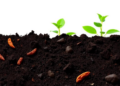 Chrome-free leather biodegrades faster in soil, reshaping microbial communities