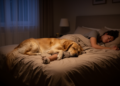 Nightly nudges: Dogs and owners disrupt each other's sleep yet rest well