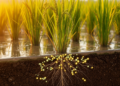 Wild Rice Gene Recruits Nitrogen-Fixing Bacteria to Boost Crop Efficiency