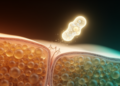 Cellular Droplets Reveal How a Growth Factor Signal Drives Skin Pigmentation