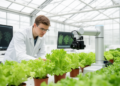 Leafy Green Phenotyping Review Finds Imaging Outpaces Insight