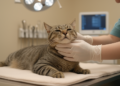 Rare Case: Cat Survives Synchronous Bilateral Parathyroid Carcinomas