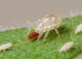 Predatory Mite Excels Against Spider Mites but Struggles with Thrips in Lab Tests