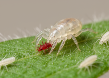 Predatory Mite Excels Against Spider Mites but Struggles with Thrips in Lab Tests