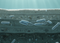 Baltic Sea Sediments Drive Surprising Sexual Speciation in Bacteria