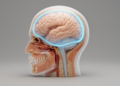 Sliding Brain-Skull Interface Boosts Biofidelity of Finite Element Head Model