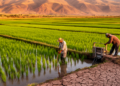 Cutting Irrigation by Up to 23.5% Boosted Rice Water Productivity Without Yield Loss in Peru