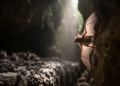 Gut Microbiome Shifts Tied to Sarbecovirus Infection in Wild Cambodian Bats