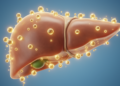 Bile Acid TUDCA Shows Liver Protection Across Diseases, But Human Evidence Remains Thin