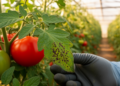 Endophytic Bacillus Strains Suppress Bacterial Speck Disease in Tomato