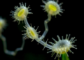 The Amoebae We Forgot: Tiny Predators May Hold the Key to Climate-Microbiome Dynamics