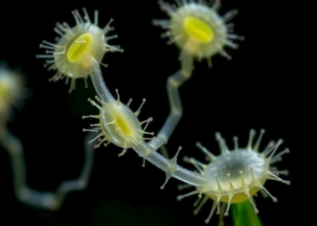 The Amoebae We Forgot: Tiny Predators May Hold the Key to Climate-Microbiome Dynamics