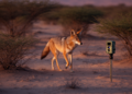 Camera Traps Photograph Golden Jackals in Riyadh Province for the First Time