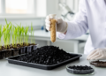 Chitosan-Modified Biochar Cuts Arsenic in Rice, Aging Trial Shows