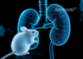Synthetic peptides block a kidney-damage molecule and protect renal function in mice
