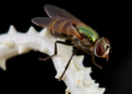 SAT1 Overexpression Eases Alpha-Synuclein Toxicity in Fly Model of Parkinson's Disease