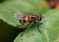 Climate change may reshape the range of a destructive fruit fly pest in China