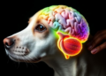 Gene Expression Differences in Canine Brain Tumours Revealed by Breed Comparisons