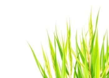 Silicon Transporter Gene Lsi1 Linked to Bacterial Salinity Relief in Rice