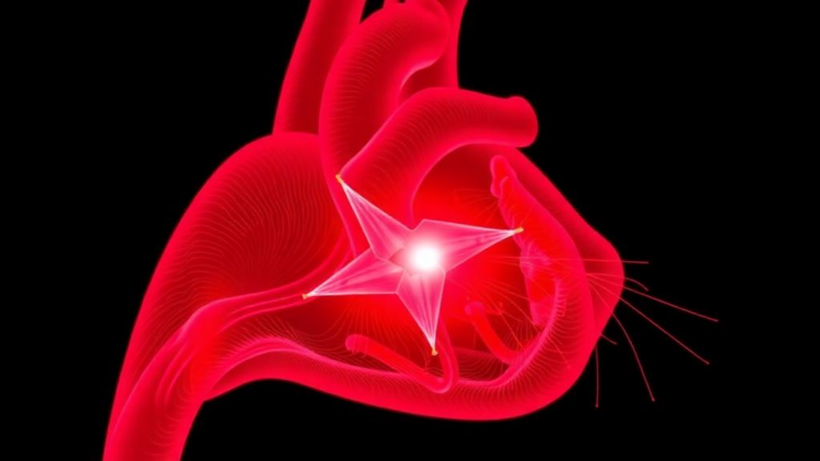 The Left Atrium May Hold the Key to Feline Heart Disease Outcomes