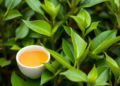 Corn Steep Liquor, a Corn Industry Byproduct, Boosts Drought Tolerance in Tea Plants