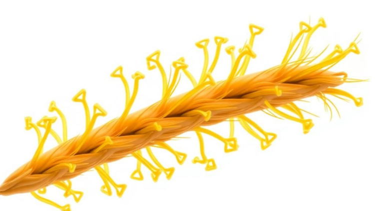 Fungal protein FpSmi1 shapes growth, virulence and fungicide response in wheat pathogen