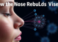 How the Nose Rebuilds Itself: Stem Cells and New Tools Reveal Olfactory Repair