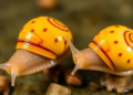 Water Cues from Rival Snails Curb Schistosome Infections in Host Snails