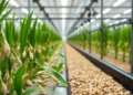 Hydroponic oat fodder can replace a fifth of dairy concentrate without cutting milk yield