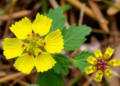 Shrubby Cinquefoil Mitochondrial Genomes Reveal Hidden DNA Traffic Between Cell Compartments