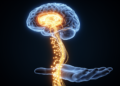 Slowed Movements in Parkinson's Stem From Underscaled Motor Commands, Not Broken Neural Wiring