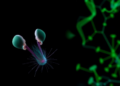 New PSMA-Targeted Radioligand Shows Stronger Tumor Uptake Than Lu-PSMA-617 in Mice