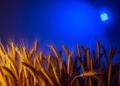 Nutrient Tweaks and Barley Variety Boost Saponarin Under Low LED Light